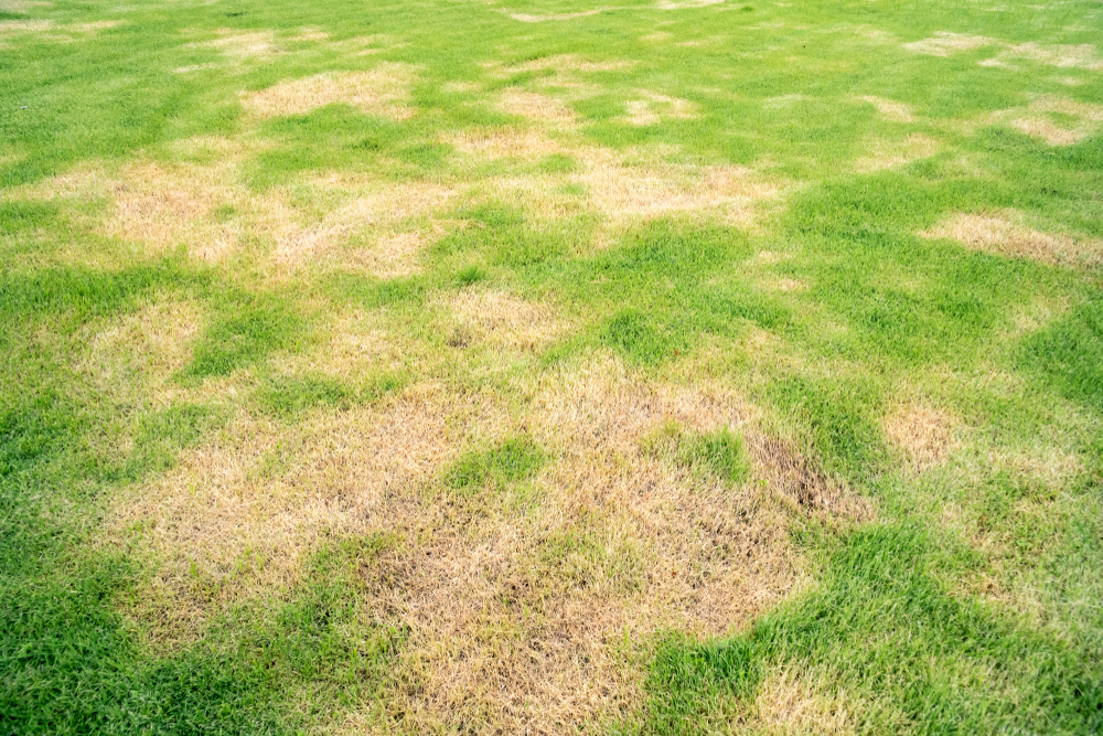 Dead,Grass,Top,View,Of,The,Nature,Background.,Texture,Of